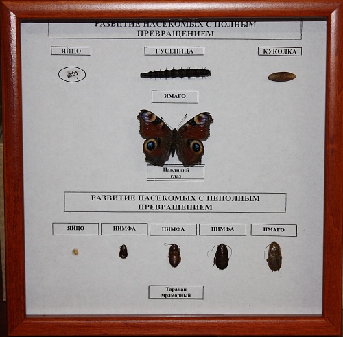 Коллекция Развитие насекомых с полным превращением