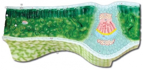 Барельефная модель Клеточное строение листа