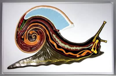 Барельефная модель Внутреннее строение брюхоногого молюска