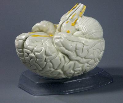 Модель Мозг в разрезе