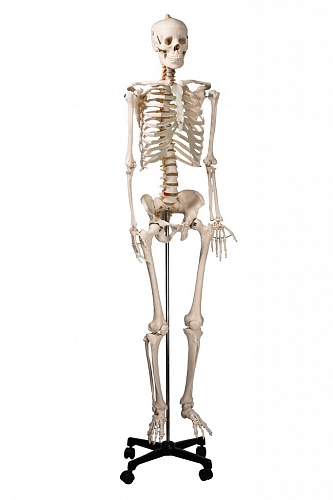 Скелет человека на роликовой подставке (170 см)