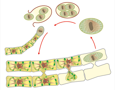 Модель-аппликация Размножение многоклеточной водоросли