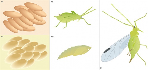 Модель-аппликация Развитие насекомых с полным и неполным превращением