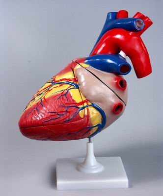 Модель Сердце большое
