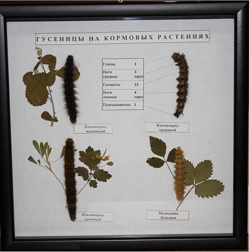 Коллекция Гусеницы на кормовых растениях