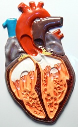 Модель барельефная "Строение сердца человека"