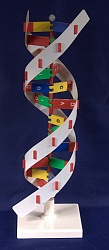 Модель Структура ДНК разборная
