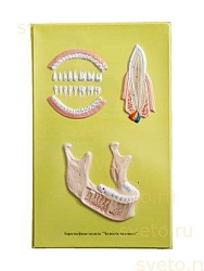 Барельефная модель Строение челюсти человека