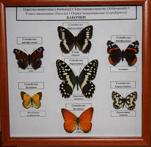 Коллекция Семейство бабочек