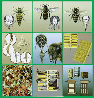 Модель-аппликация Пчелы устройство улья