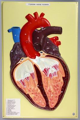 Барельефная модель Сердце