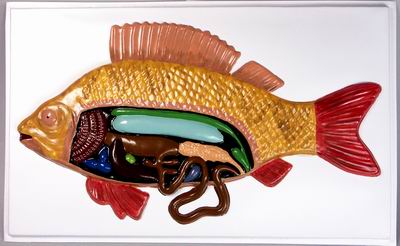 Барельефная модель Внутреннее строение рыбы