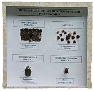 Коллекция энтомологическая "Примеры защитных приспособлений у насекомых"