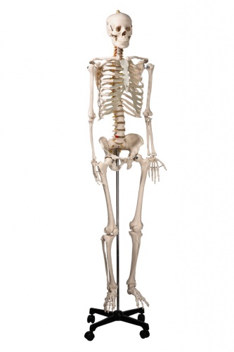 Скелет человека 170 см.