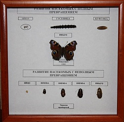 Коллекция Развитие насекомых с неполным превращением