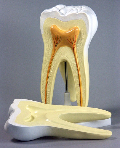 Модель Зуб
