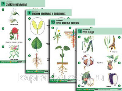Таблицы Размножение цветковых растений 21шт лам.