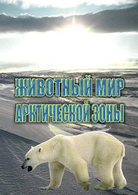 Видеофильм. Животный мир Арктической зоны