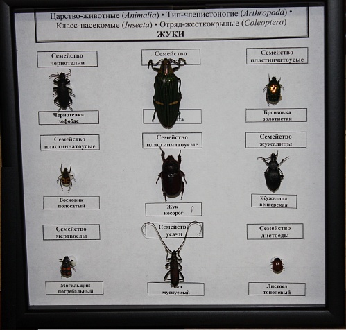 Коллекция Семейство жуков