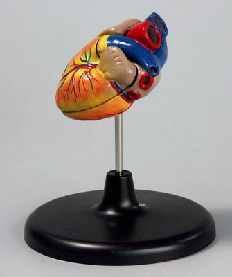Модель Сердце малое (лабораторное)