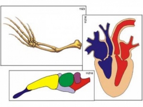 Модель-аппликация Эволюция систем органов позвоночных животных