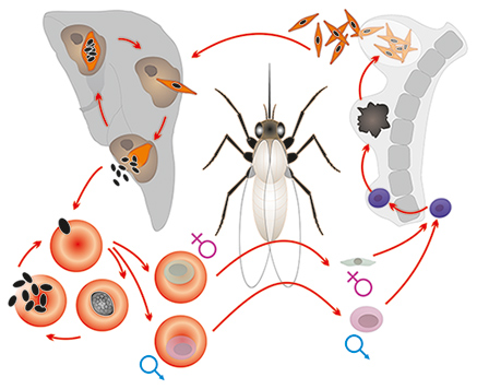 Модель-аппликация. Цикл развития малярийного плазмодия