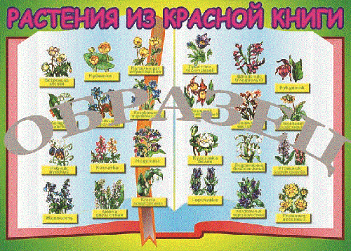 Таблица Растения красной книги 1000*1400 винил