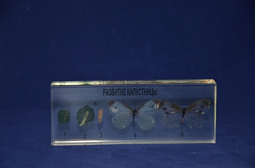 Коллекция развитие бабочки