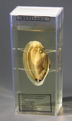 Влажный препарат Беззубка (строение двухстворчатого моллюска)